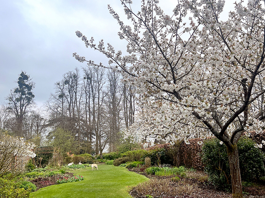 “Loveliest of trees, the cherry now”